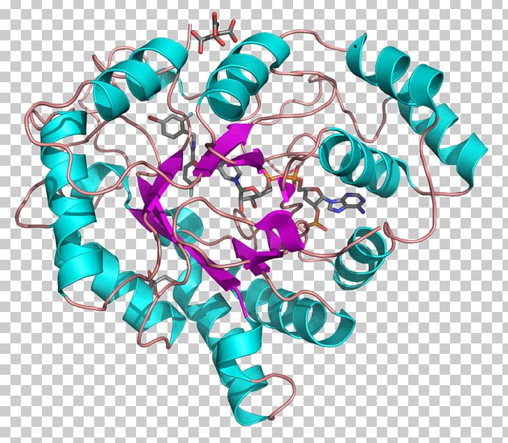 Aldose Reductase Nicotinamide Adenine Dinucleotide Phosphate Aldo-keto Reductase Oxidoreductase PNG, Clipart, Aldehyde, Aldoketo Reductase, Aldose, Aldose Reductase, Body Jewelry Free PNG Download