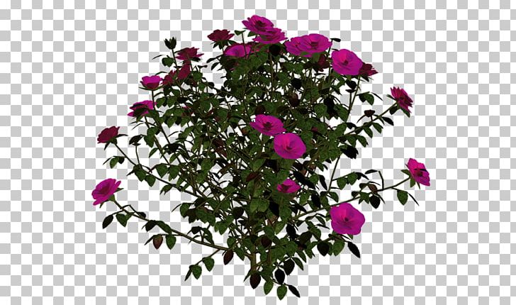 Domain Wintergardens Flower Auckland Domain Painting PNG, Clipart, Annual Plant, Centifolia Roses, Floral, Flower, Magenta Free PNG Download