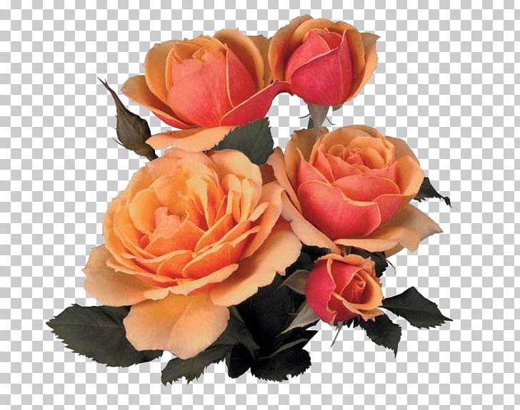 Garden Roses Cabbage Rose Flower Bouquet PNG, Clipart, Animaatio, Artificial Flower, Cabbage Rose, Cut Flowers, Floral Design Free PNG Download