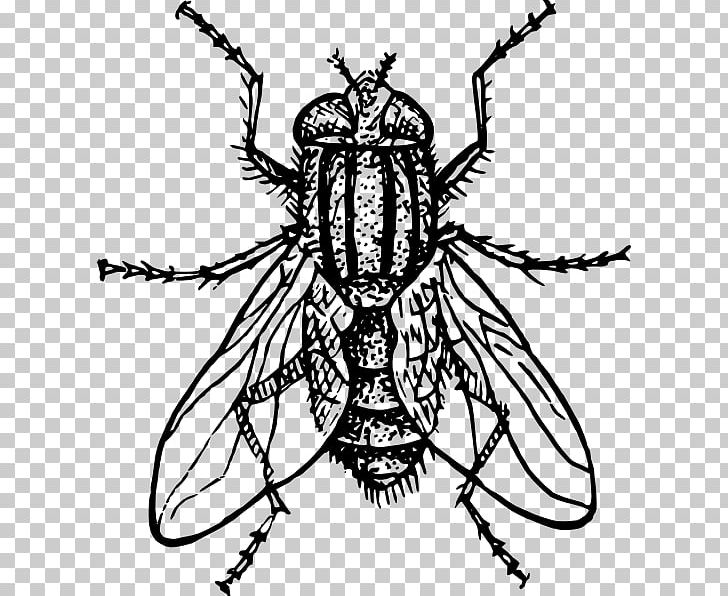 Housefly Drawing Insect PNG, Clipart, Animals, Art, Arthropod, Artwork, Black And White Free PNG Download