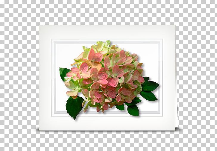 Hydrangea Cut Flowers Floral Design Floristry PNG, Clipart, Cornales, Cut Flowers, Floral Design, Floristry, Flower Free PNG Download