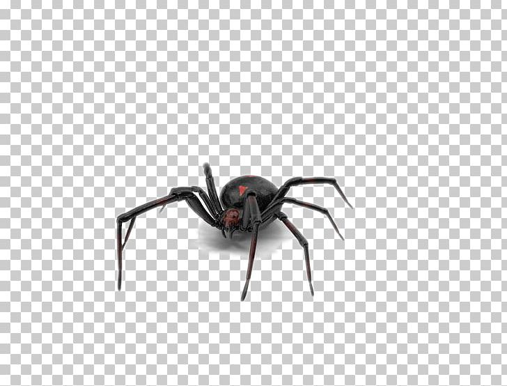 Southern Black Widow Spider PNG, Clipart, Angle, Animal, Arachnid, Arthropod, Background Black Free PNG Download