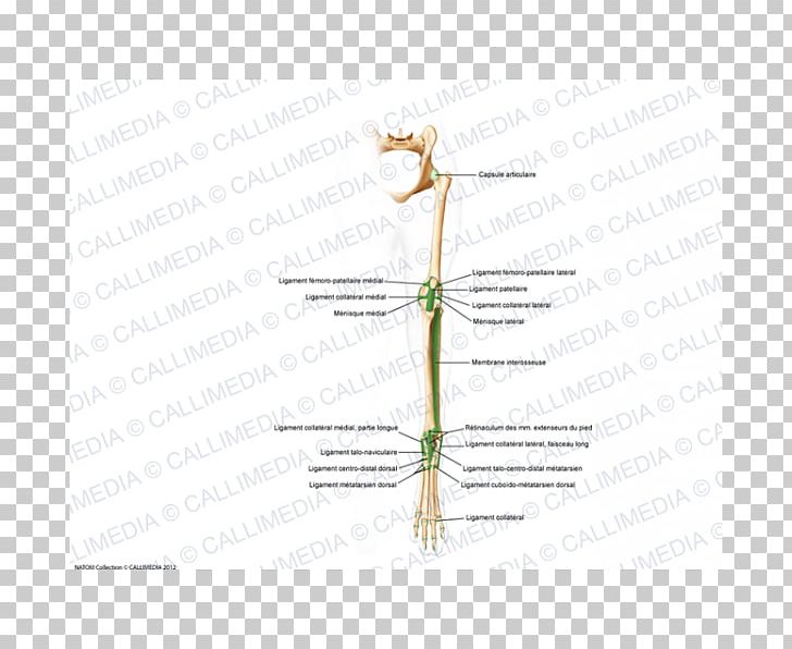 Plant Stem Line Diagram Grasses PNG, Clipart, Angle, Animal, Art, Diagram, Family Free PNG Download