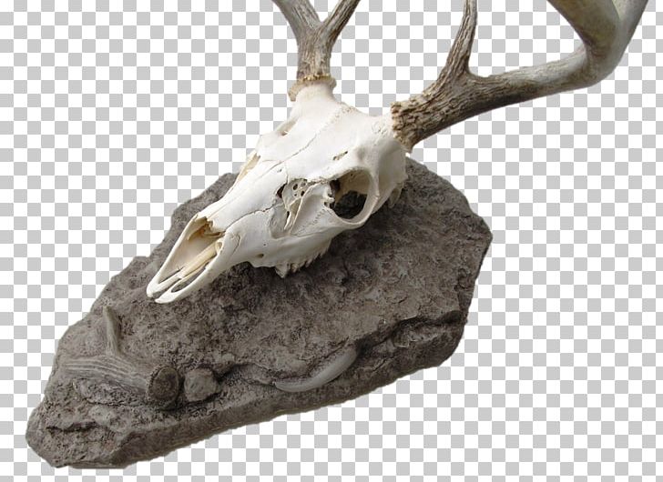Deer Skull Mounts Antler Antelope PNG, Clipart, Animals, Antelope, Antler, Bear, Biting Free PNG Download