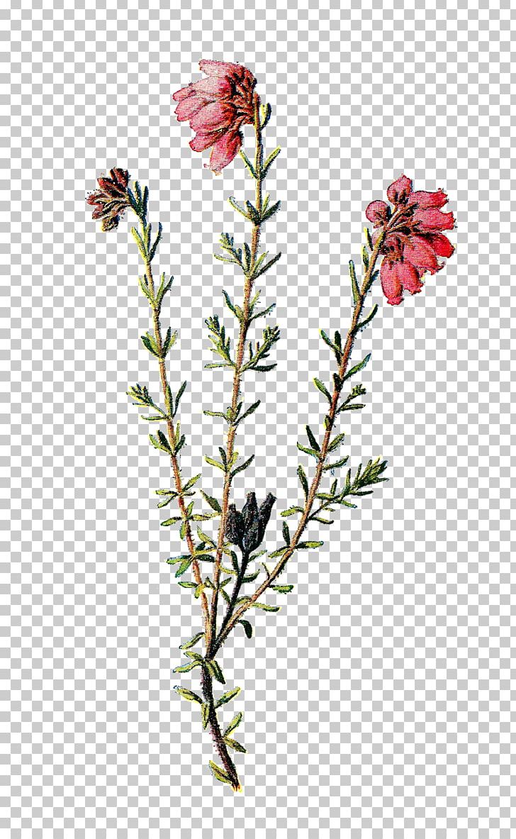 Familiar Wild Flowers Wildflower Vintage Clothing PNG, Clipart, Antique, Botany, Branch, Clip Art, Drawing Free PNG Download