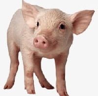 Pig PNG, Clipart, Animal, Animal Pig, Cute, Cute Pig, Pig Free PNG Download