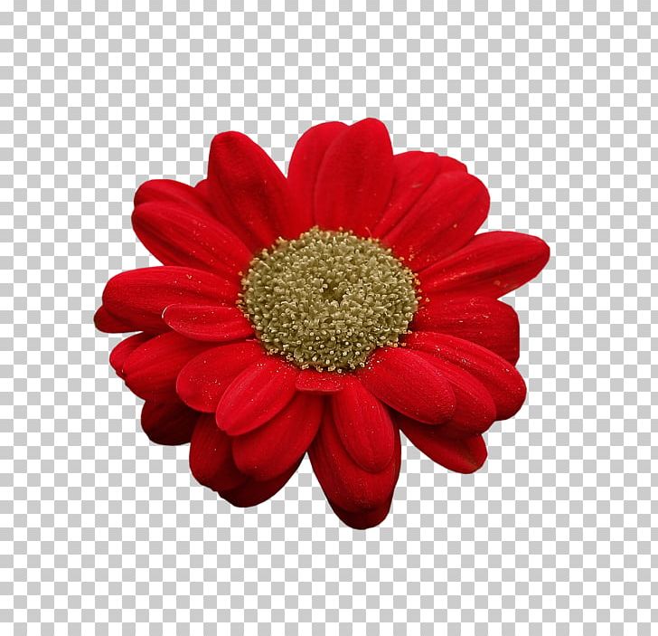 Transvaal Daisy Cut Flowers Dahlia Chrysanthemum Petal PNG, Clipart, Chrysanthemum, Chrysanths, Cut Flowers, Dahlia, Daisy Free PNG Download