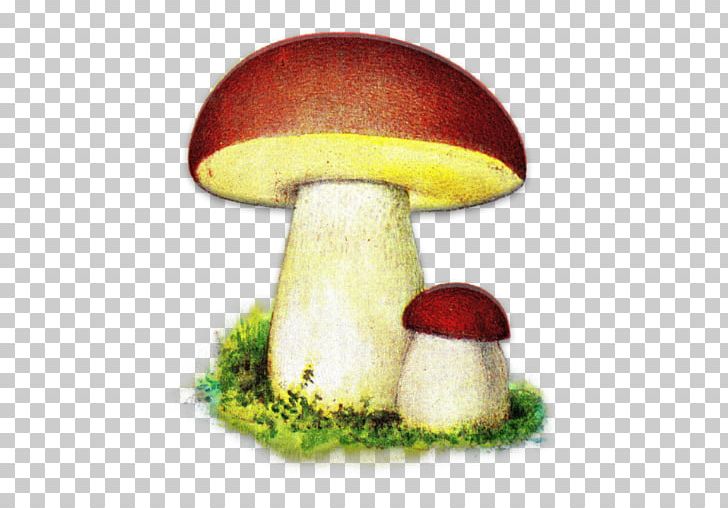 Android Poland Words PNG, Clipart, Android, Boletus Edulis, Crm, Edible Mushroom, Flowerchecker Free PNG Download