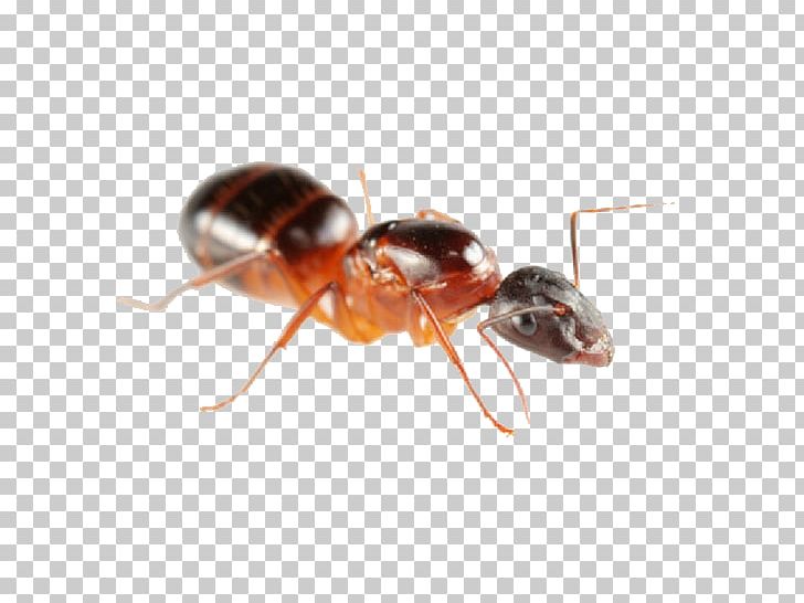 Carpenter Ant Pest Control Ant Colony PNG, Clipart, Animal, Ant, Ant Colony, Argentine Ant, Arthropod Free PNG Download