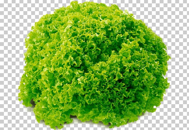 Leaf Vegetable Leaf Lettuce Food Salad PNG, Clipart, Cabbage, Food, Food Drinks, Fruit, Grass Free PNG Download
