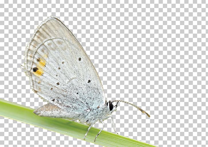 Motivation Social Media Insect Artistic Inspiration Photography PNG, Clipart, Animals, Arthropod, Artistic Inspiration, Blue Butterfly, Brush Footed Butterfly Free PNG Download