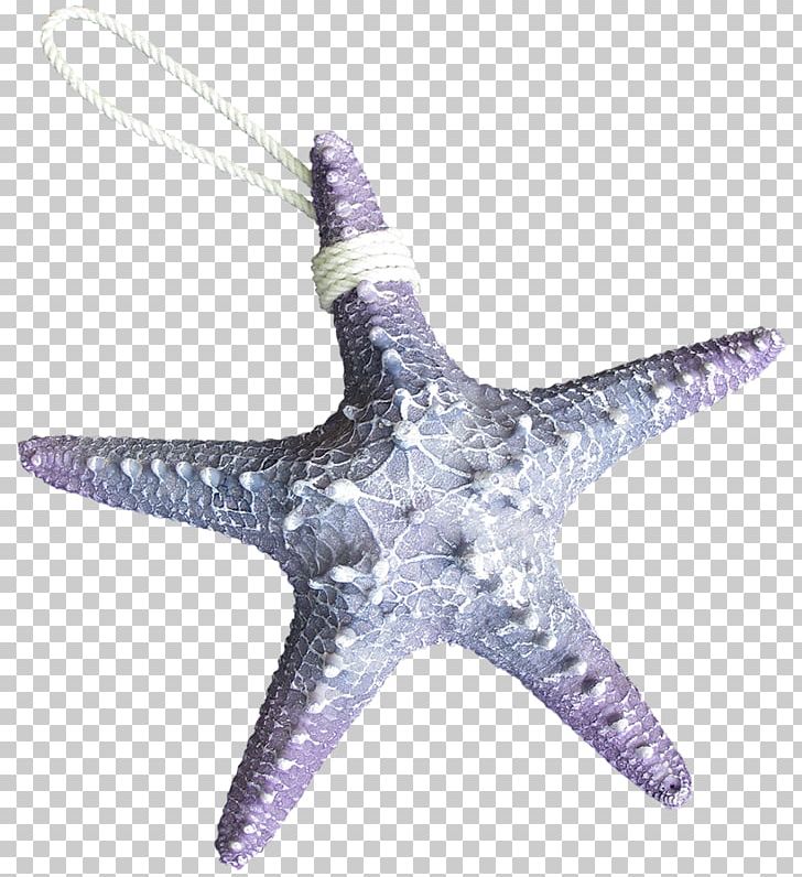 Starfish Animal Shark Octopus Sea PNG, Clipart, Animal, Animals, Body Jewelry, Color, Echinoderm Free PNG Download