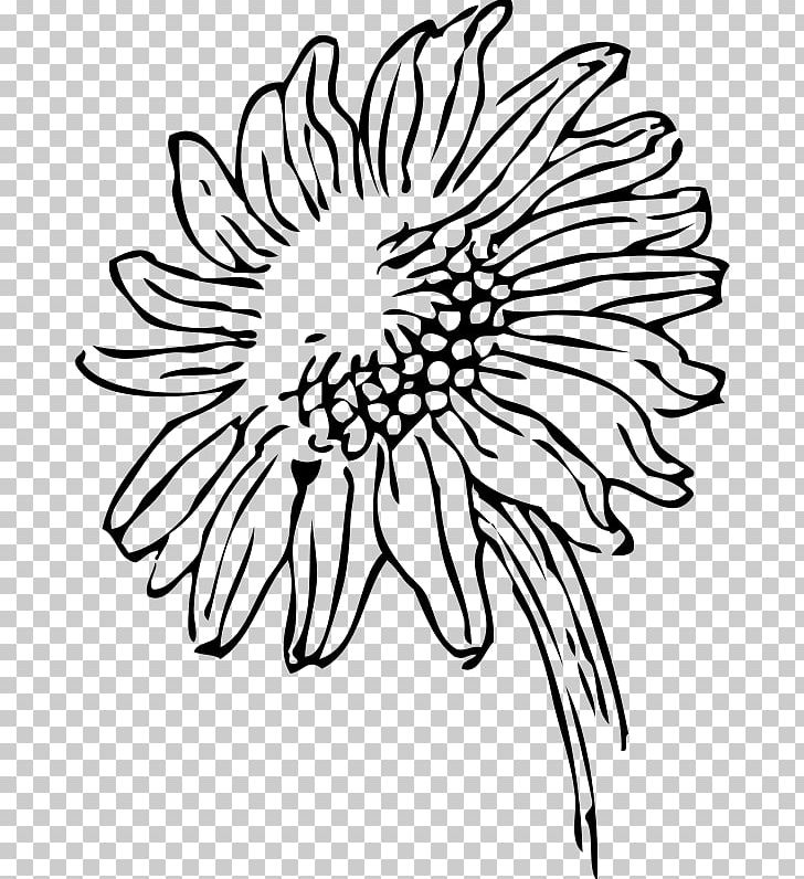 Drawing Common Sunflower PNG, Clipart, Black, Black And White, Blog, Chrysanths, Circle Free PNG Download