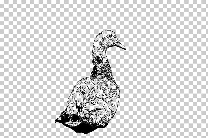 DuckDuckGo Goose Feather 0 PNG, Clipart,  Free PNG Download