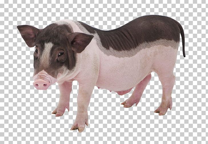 Vietnamese Pot-bellied Piglet Turopolje Pig Photography PNG, Clipart, Animal, Animals, Cattle Like Mammal, Chinese Zodiac, Chong Free PNG Download