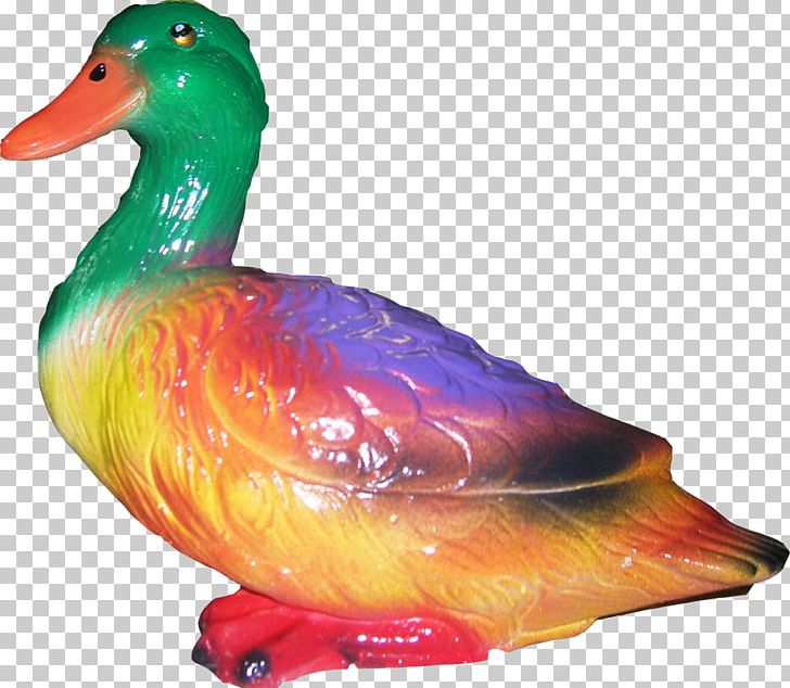 Duck Beak PNG, Clipart, Animals, Beak, Bird, Duck, Ducks Geese And Swans Free PNG Download