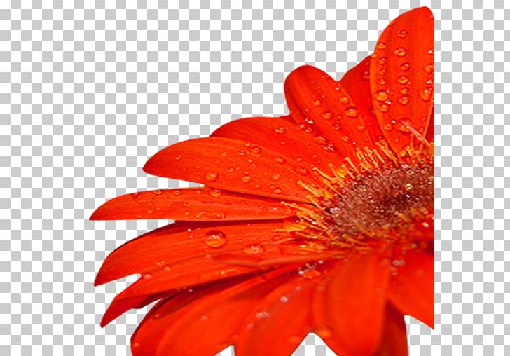 Transvaal Daisy Cut Flowers Close-up Petal PNG, Clipart, Closeup, Closeup, Cut Flowers, Daisy Family, Flower Free PNG Download