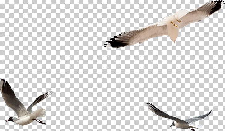 European Herring Gull Bird Columbidae PNG, Clipart, Animal Migration, Animals, Bird, Bird Migration, Charadriiformes Free PNG Download