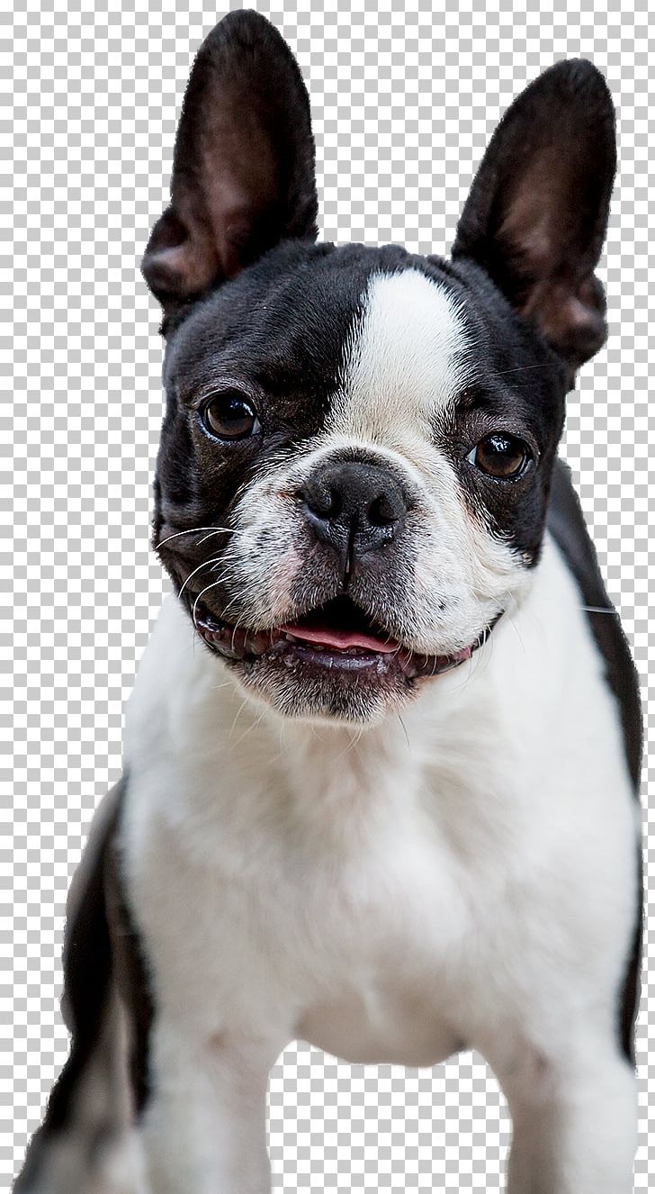 French Bulldog Boston Terrier Australian Shepherd Toy Bulldog Dog Breed PNG, Clipart,  Free PNG Download