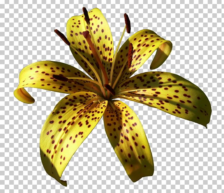 Lilium Yellow Daylily PNG, Clipart, Banana, Daylily, Flora, Flower, Flowering Plant Free PNG Download