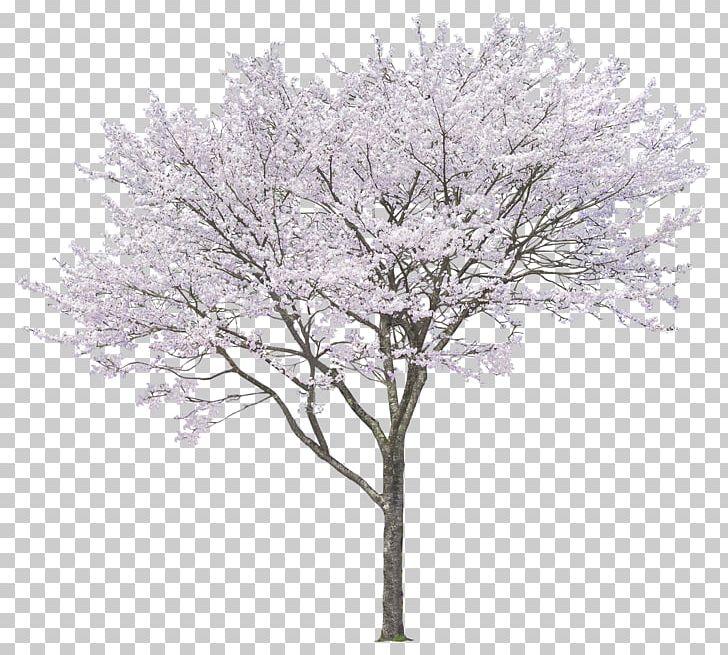 Tree PNG, Clipart, Arecaceae, Big, Black And White, Blossom, Branch Free PNG Download