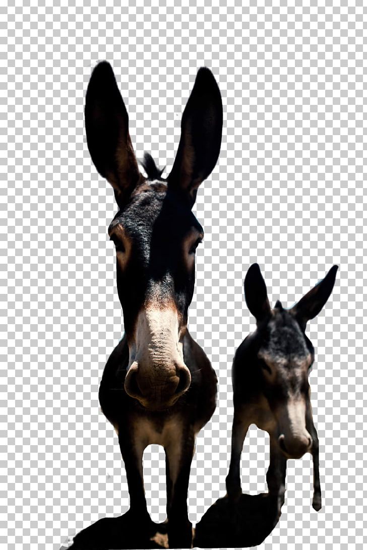 High-definition Television Funny Animal Donkey PNG, Clipart, Animal, Animals, Cartoon, Dog Breed, Dog Like Mammal Free PNG Download