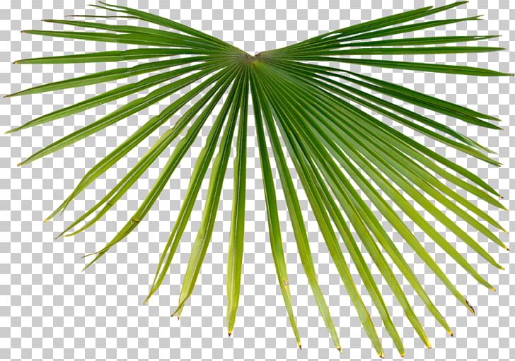 Asian Palmyra Palm Palm Branch Tropics Arecaceae PNG, Clipart, Arecaceae, Arecales, Asian Palmyra Palm, Borassus, Borassus Flabellifer Free PNG Download