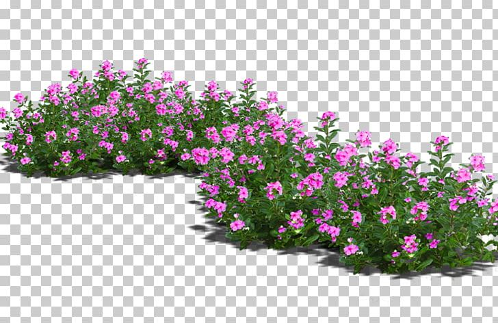 Bonsai Flowerpot PNG, Clipart, Annual Plant, Flower, Flowering Plant, Flower Pattern, Flowers Free PNG Download