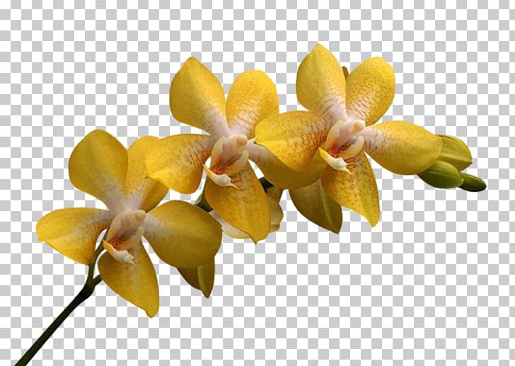 Moth Orchids Cattleya Orchids Flower Petal PNG, Clipart, Cattleya, Cattleya Orchids, Flower, Flowering Plant, Hummingbird Free PNG Download