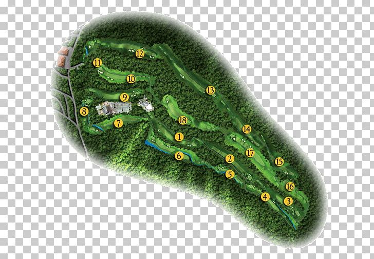 Tree PNG, Clipart, Grass, Jungle Golf Of Virginia Beach, Nature, Organism, Plant Free PNG Download