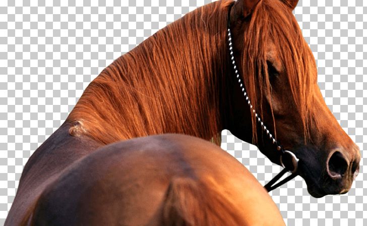 Arabian Horse American Quarter Horse Thoroughbred Andalusian Horse Kladruber PNG, Clipart, American Quarter Horse, Animal, Animals, Arabian Horse, Arbol Free PNG Download