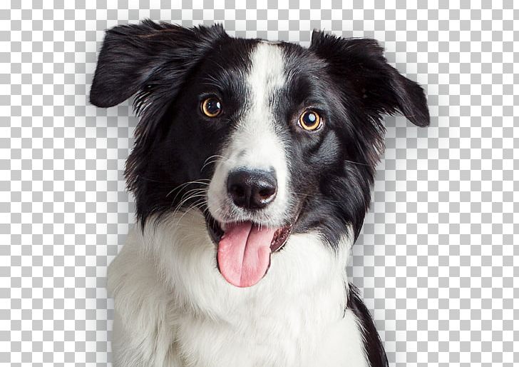 Dog Breed Border Collie Puppy Stabyhoun McNab Dog PNG, Clipart, Border Collie, Breed, Companion Dog, Dog, Dog Breed Free PNG Download