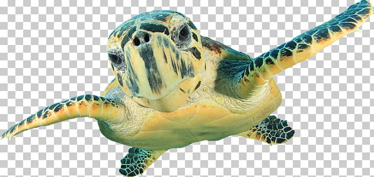 Hawksbill Sea Turtle Wall Decal Green Sea Turtle PNG, Clipart, Animal Figure, Animals, Chelydridae, Common Snapping Turtle, Decal Free PNG Download