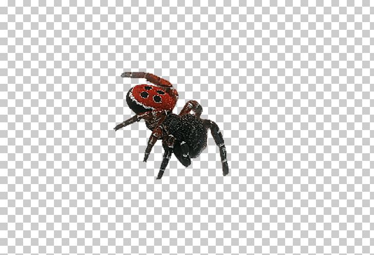 Spider Eresus Sandaliatus Insect Venezuelan Suntiger PNG, Clipart, Arachnid, Arthropod, Cartoon Spider Web, Chelicerae, Crawl Free PNG Download