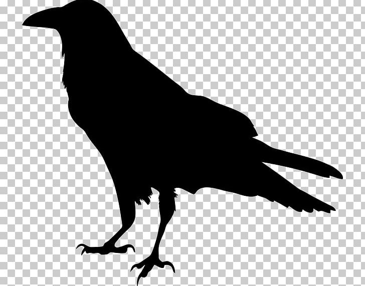 American Crow Common Raven Silhouette PNG, Clipart, American Crow, Animals, Beak, Bird, Black And White Free PNG Download