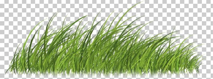 Lawn Vetiver Designer Creative Work Copyright PNG, Clipart, 2017, Chrysanthemum, Chrysopogon, Chrysopogon Zizanioides, Commodity Free PNG Download