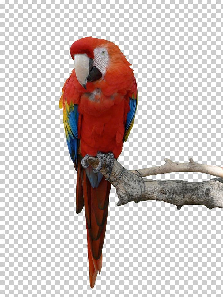 Parrot Blue-and-yellow Macaw Bird PNG, Clipart, Animals, Beak, Common Pet Parakeet, Computer Icons, Display Resolution Free PNG Download