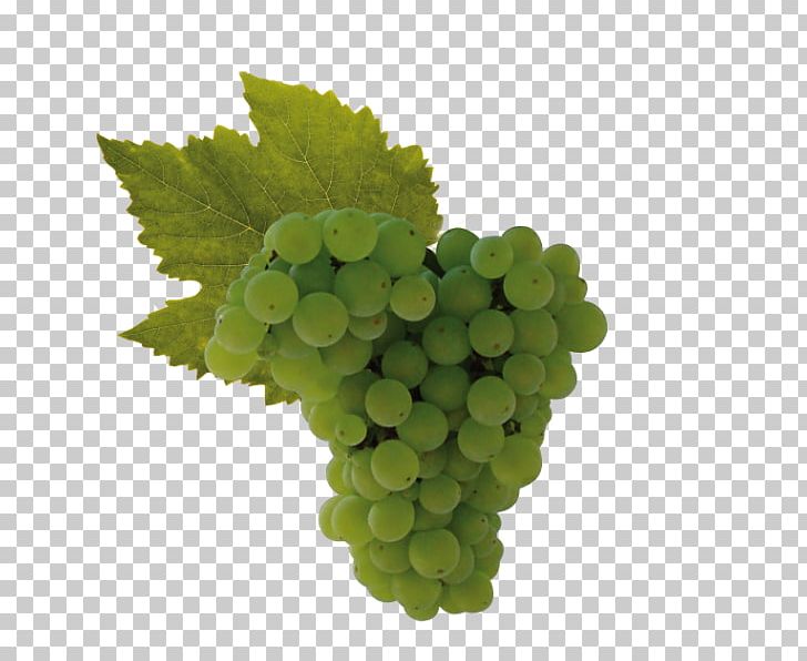 Sultana Raboso Wine Grape Uva Di Troia PNG, Clipart, Alcoholic Drink, Baijiu, Cabernet Sauvignon, Common Grape Vine, Food Free PNG Download