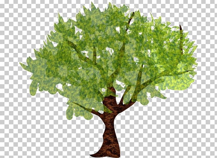 Tree Carpinus Betulus Forest Branch PNG, Clipart, Agac, Branch, Carpinus Betulus, Corel, Demiart Free PNG Download