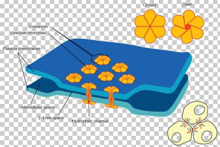 Gap Junction Cell Junction Cell Membrane Tight Junction PNG, Clipart, Area, Cell, Cell Junction, Cell Membrane, Connexin Free PNG Download