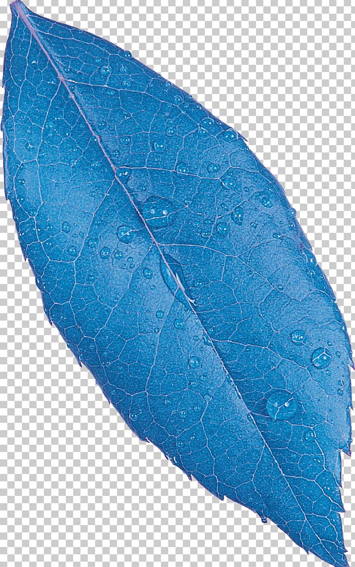 Leaf Plant Pathology PNG, Clipart, Blue, Flower, Hyperlink, Leaf, Pathology Free PNG Download