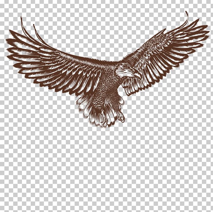 Bald Eagle Hawk Bird PNG, Clipart, Animals, Beak, Bird Of Prey, Black, Download Free PNG Download