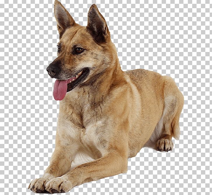 Canaan Dog Carolina Dog Kunming Wolfdog Dog Breed PNG, Clipart, Breed, Canaan Dog, Carnivoran, Carolina Dog, Dog Free PNG Download