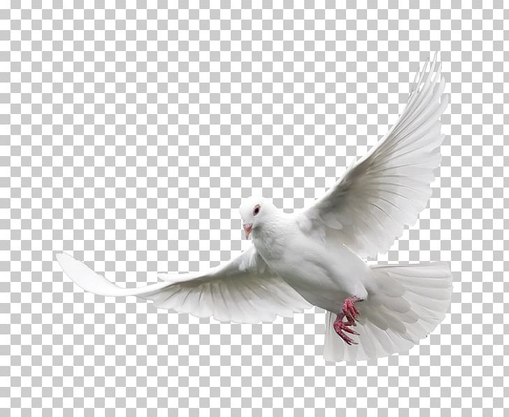 Columbidae Domestic Pigeon Bird PNG, Clipart, Animal, Animal Feather, Animals, Background White, Beak Free PNG Download