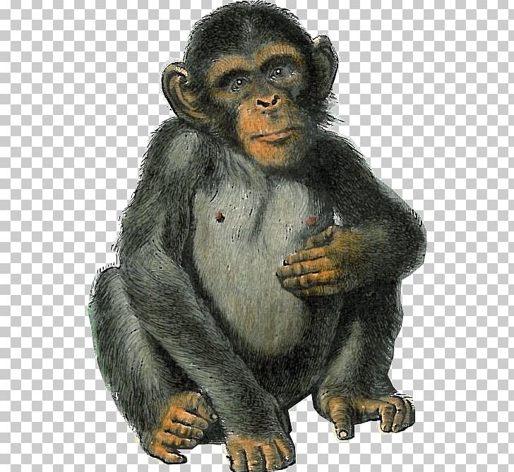 Common Chimpanzee Western Gorilla Macaque Bear Monkey PNG, Clipart, Animal, Bear, Chimpanzee, Common Chimpanzee, Fauna Free PNG Download