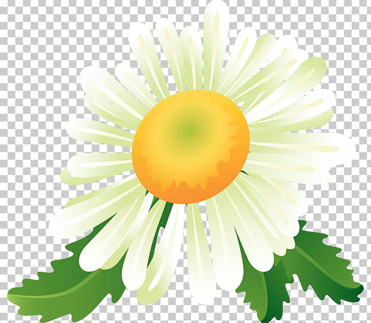 Digital PNG, Clipart, Daisy, Daisy Family, Dandelion, Digital Image, Flower Free PNG Download