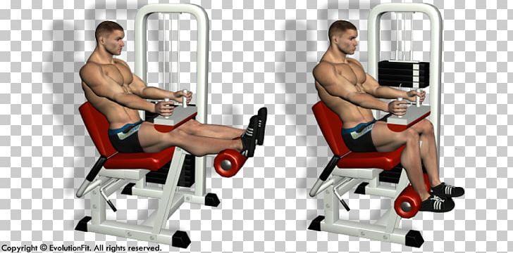 Leg Curl Leg Extension Exercise Weight Training Shoulder PNG, Clipart, Abdomen, Abdominal Exercise, Arm, Bench, Biceps Femoris Muscle Free PNG Download