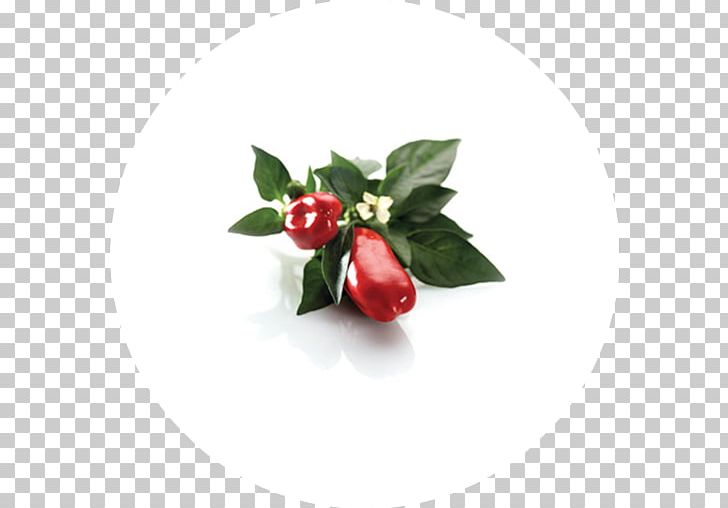 Peppermint Cranberry Herbaceous Plant Herbaceous Plant PNG, Clipart, Aquifoliaceae, Bell Peppers And Chili Peppers, Berry, Chili Pepper, Cranberry Free PNG Download