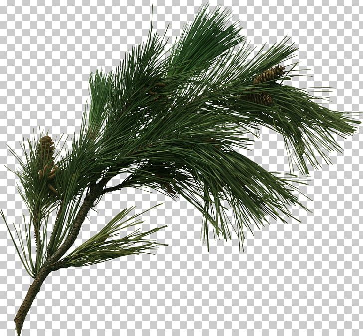 Pine Tree Branch Fir Pinus Pinaster PNG, Clipart, Arecales, Branch, Casuarina, Christmas, Christmas Ornament Free PNG Download