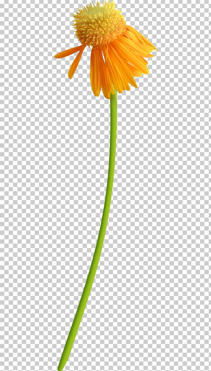 Transvaal Daisy Petal Flower PNG, Clipart, Calendula, Cut Flowers, Daisy, Daisy Family, Dandelion Free PNG Download